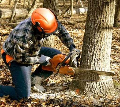 Tree Removal in Peggs, OK